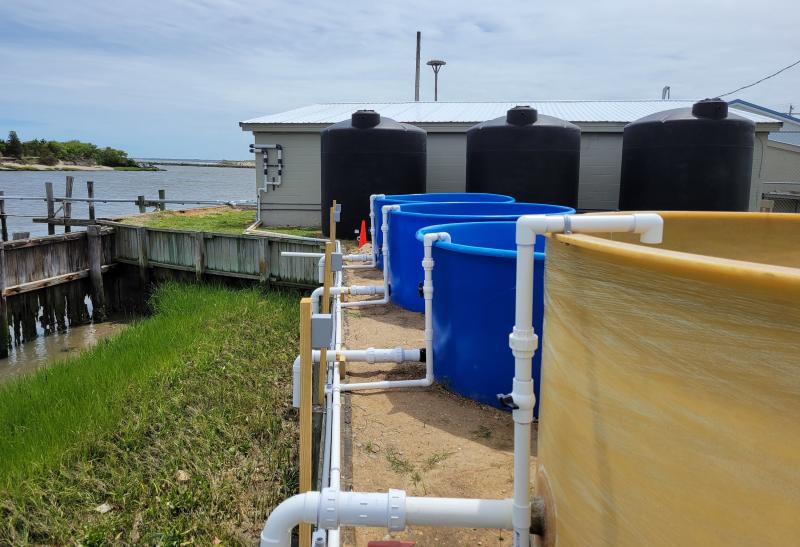 The facility already has the ability to grow clumps of oysters from the spat stage. That’s what the four smaller tanks shown are used for. When work is complete, the facility will also be able to produce larvae. The water in three larger tanks will be filtered and used for that production.